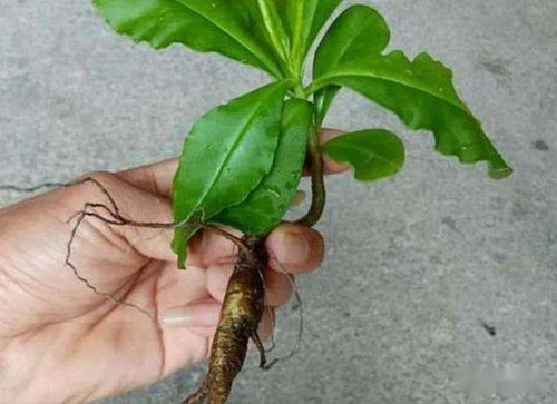 鄉野奇珍 德慶“土人參”的逆襲，從山間野菜到致富金苗